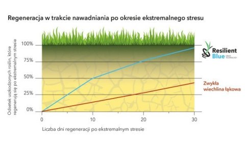 Trawa Na Ekstremalne Warunki Barenbrug Resilient Blue Lawn Otoczkowana 1kg