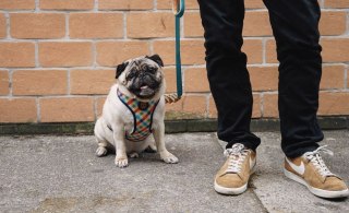 ZEE DOG Szelki Dla Psa Phantom Air Mesh L ZeeDog