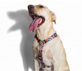 ZEE DOG Szelki Dla Psa Mahalo XS ZeeDog